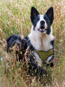 black and white border collie puppy on brown grass field during daytime